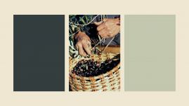 Brand Strategy, Brand Design, Brand Identity